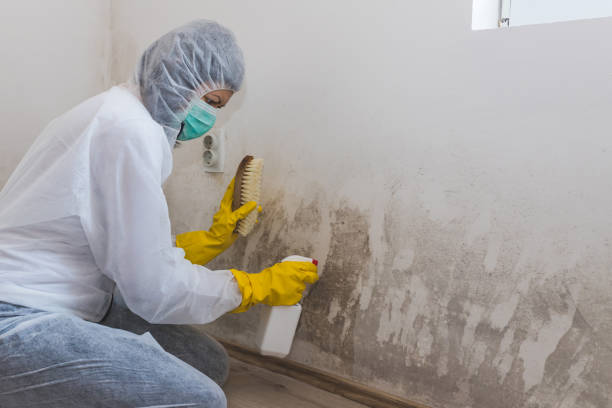 Best Mold Damage Repair  in Breinigsville, PA