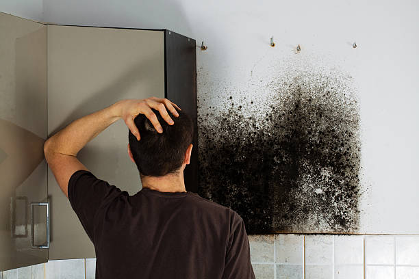 Best Mold Damage Repair  in Breinigsville, PA